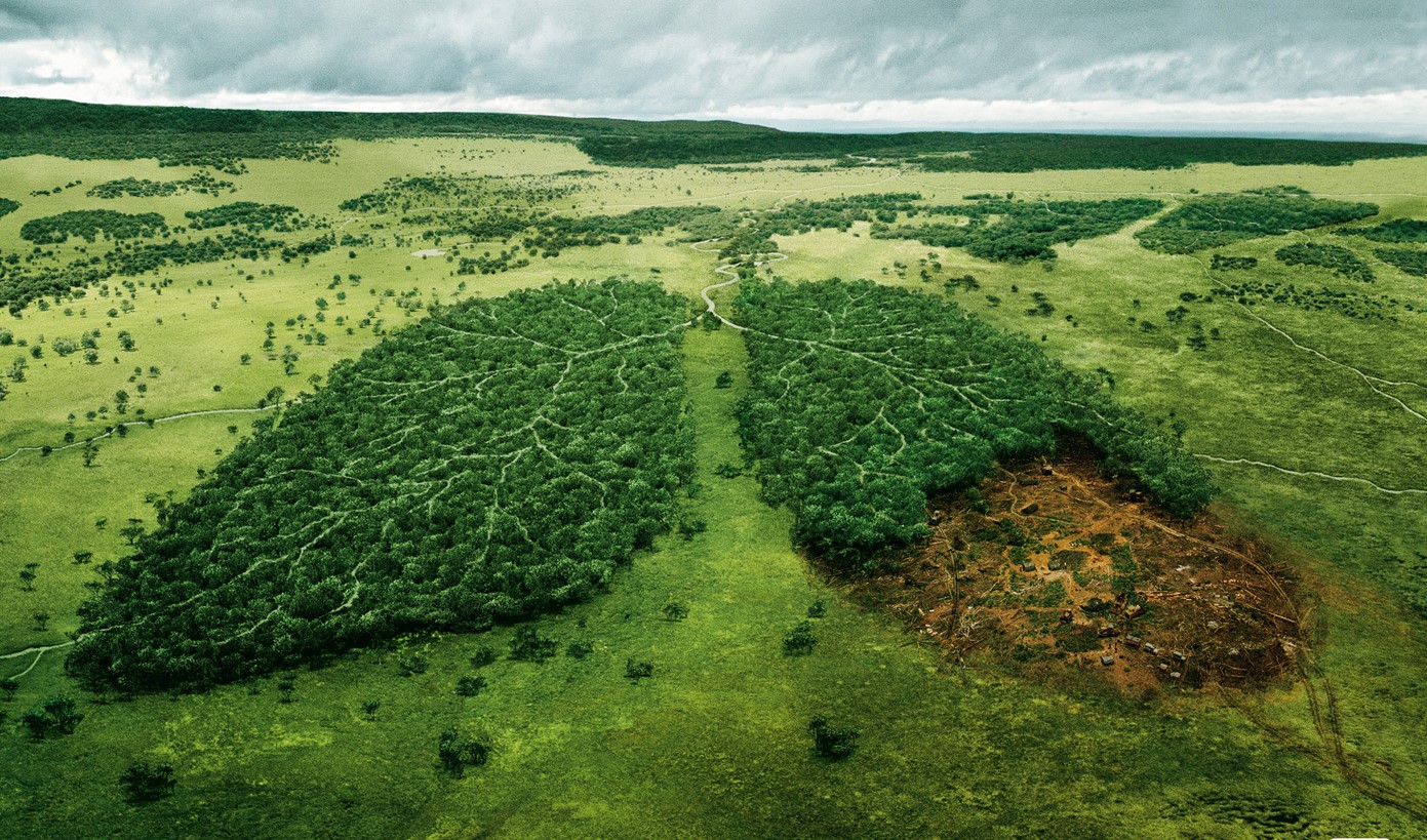 Вырубка лесных массивов – законный удар под дых