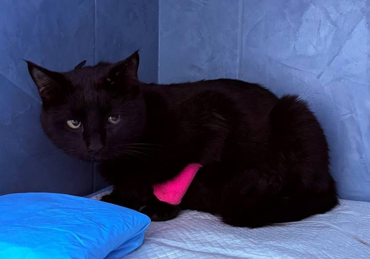 Kariniam katinui Larikui skubiai reikia pagalbos