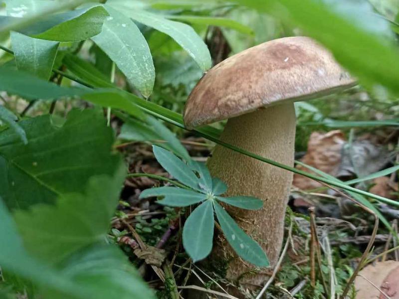 Основные ошибки, почему жареные грибы получаются не такими вкусными, как хотелось бы